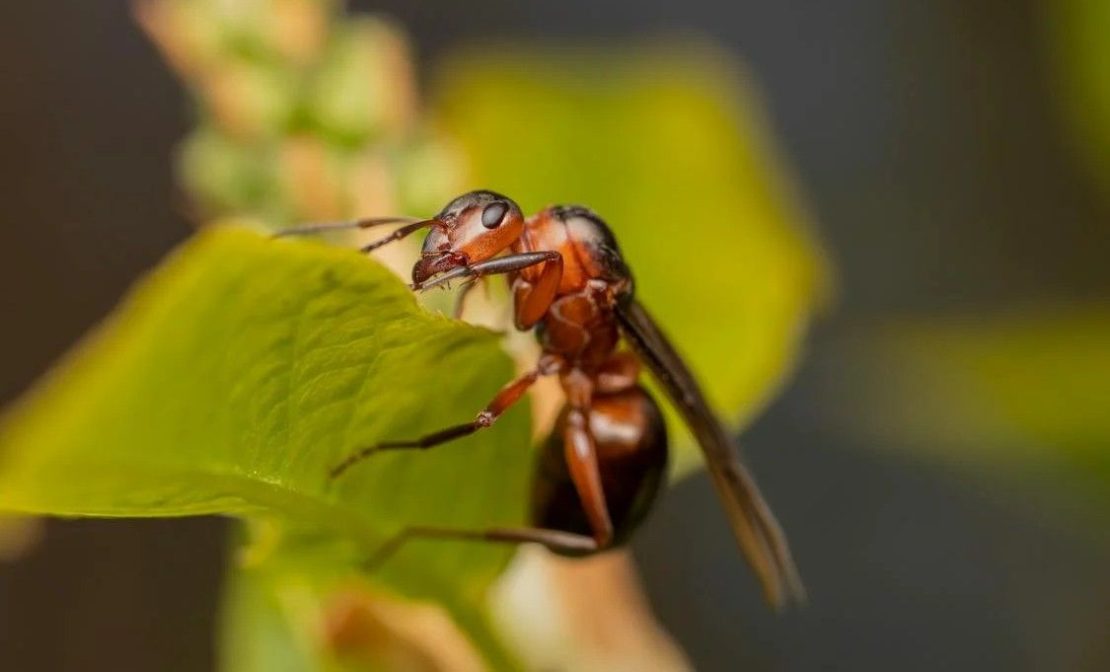 éleveur d'insectes